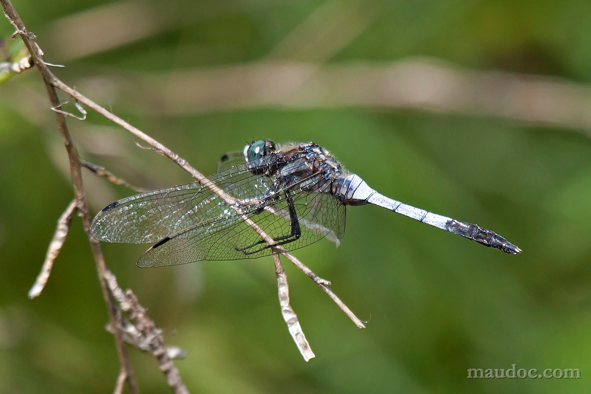 Libellula ID#1 - Pavia