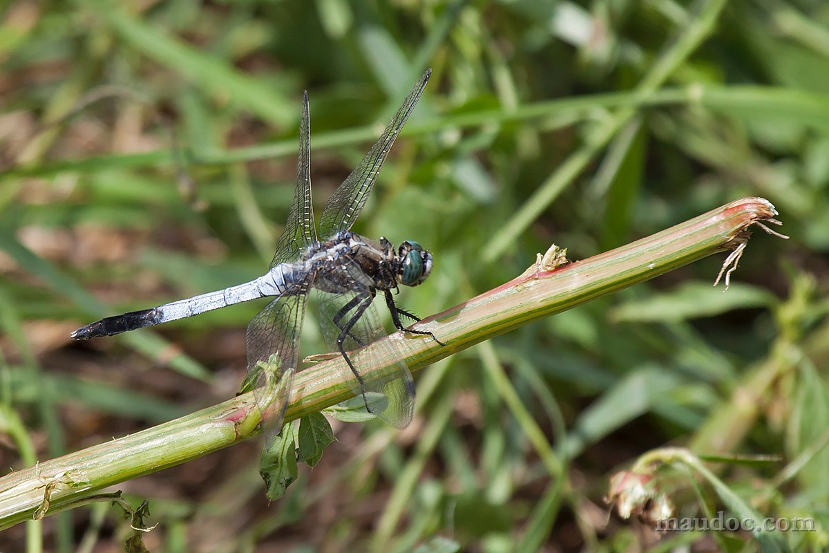 Libellula ID#1 - Pavia