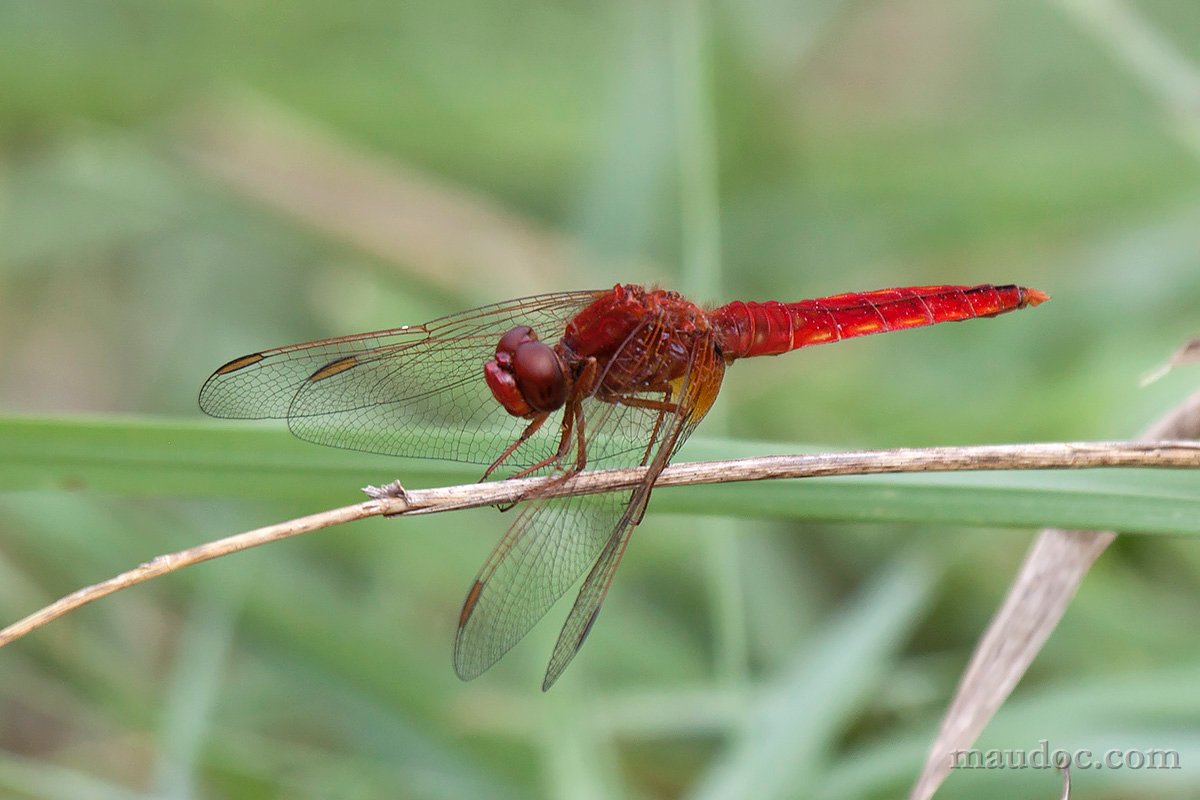 Libellula ID#2 - Pavia