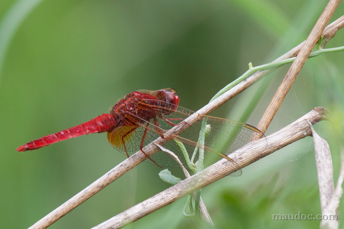 Libellula ID#2 - Pavia