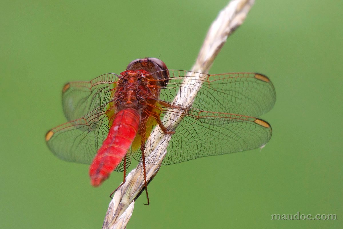 Libellula ID#2 - Pavia