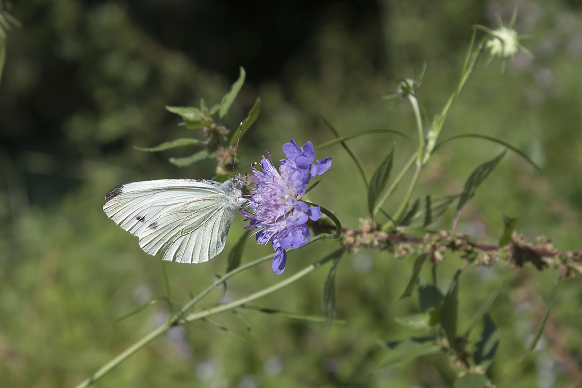 Pieris, Verona