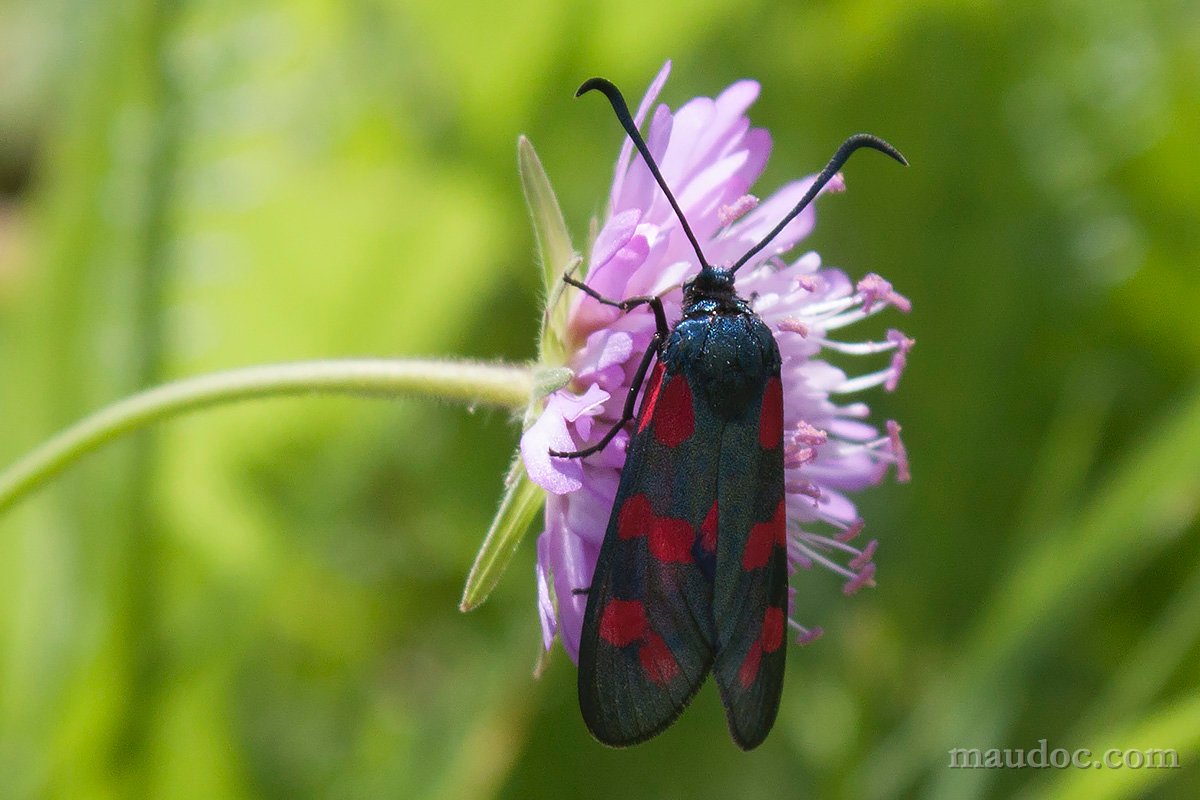 Zygaena filipendulae - Verona