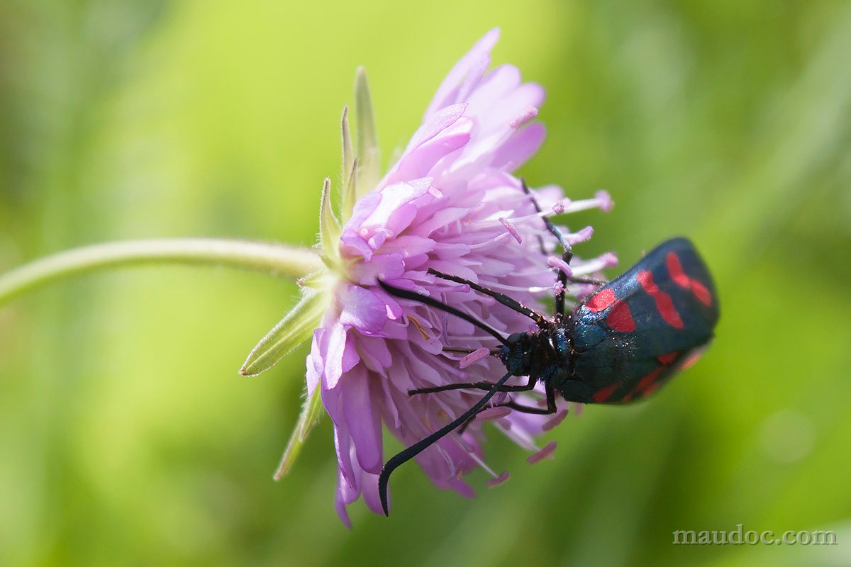 Zygaena filipendulae - Verona