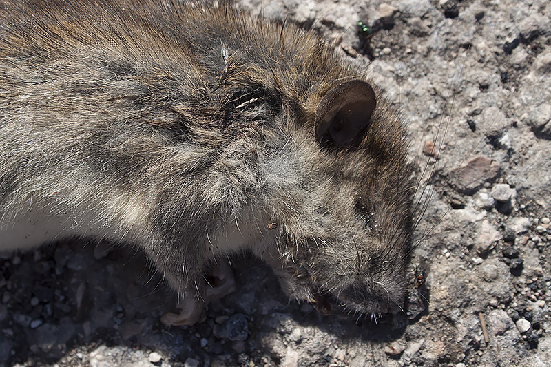 Mus musculus e Rattus rattus... Linosa