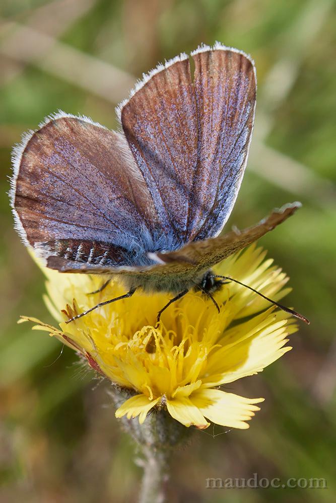 Plebejus argus??? (Monte Baldo, Verona)