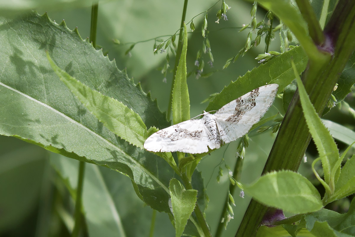 Xanthorhoe montanata (Monte Baldo, Verona)