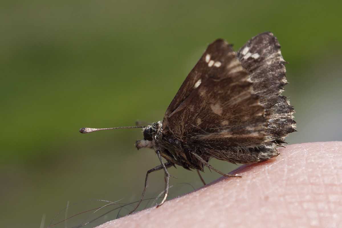 Carcharodus flocciferus? (Monte Baldo, Verona)