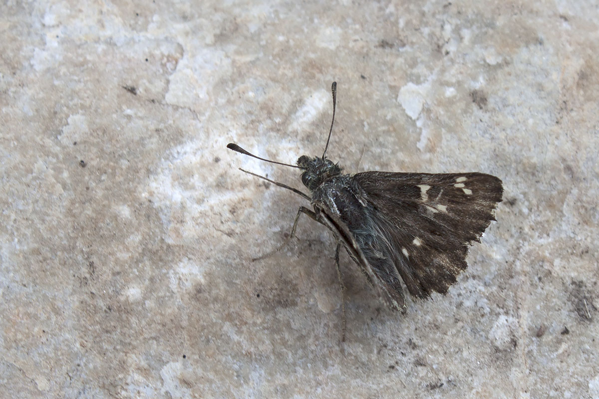 Carcharodus flocciferus? (Monte Baldo, Verona)