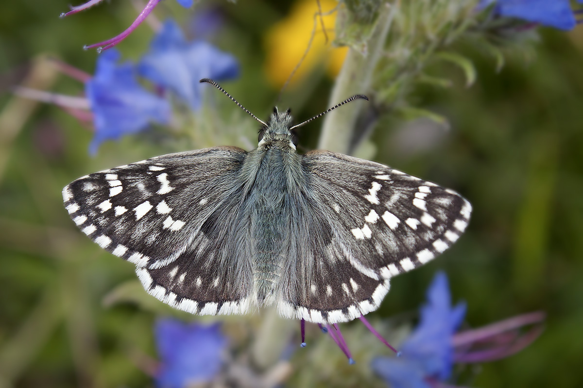 Pyrgus carthami (Monte Baldo, Verona)