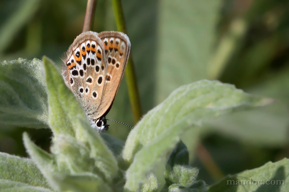 Plebejus argus??? (Monte Baldo, Verona)