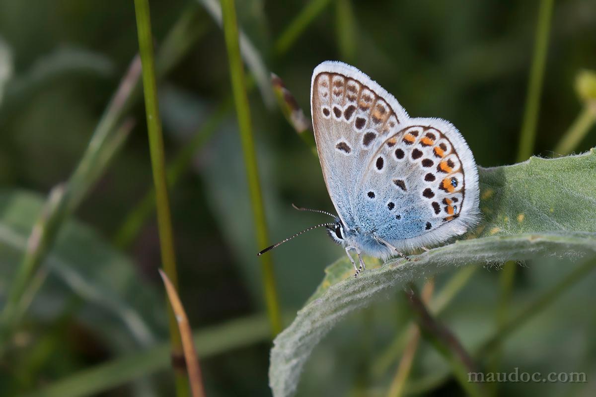 Plebejus argus??? (Monte Baldo, Verona)