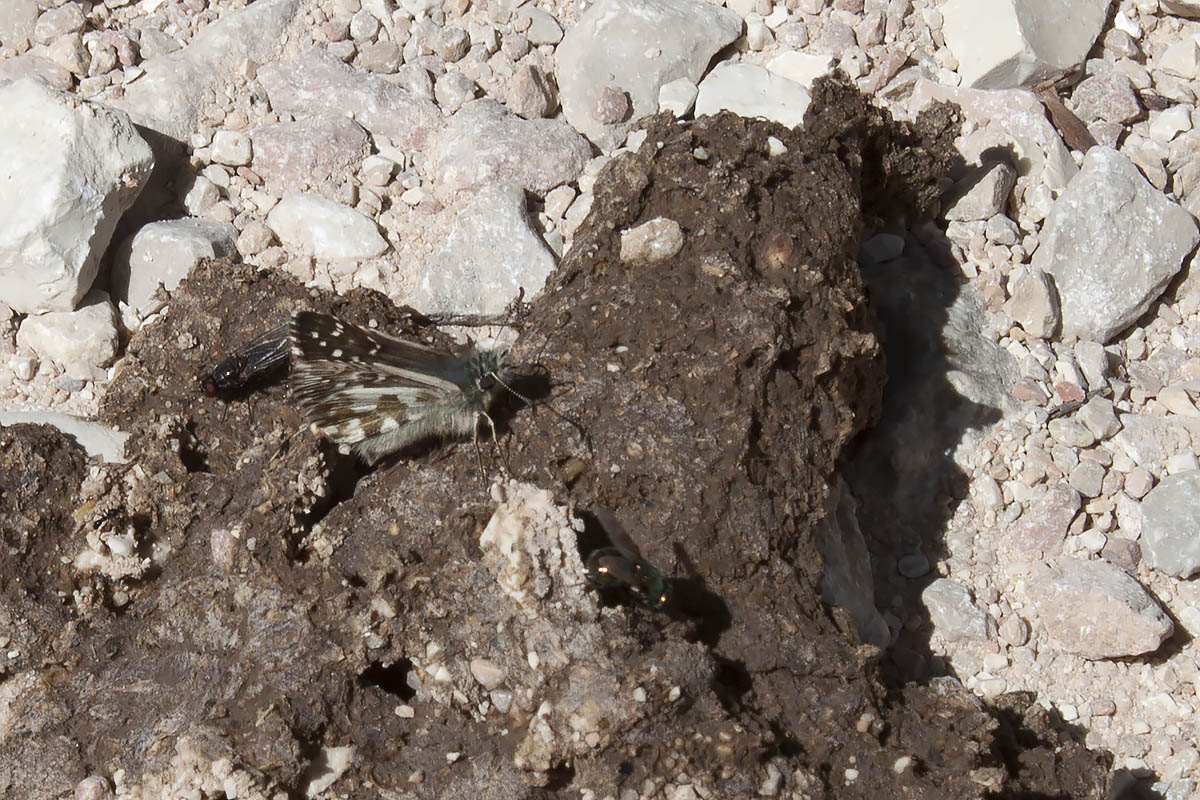 Pyrgus carlinae? - Lessinia, Verona-No, Pyrgus alveus