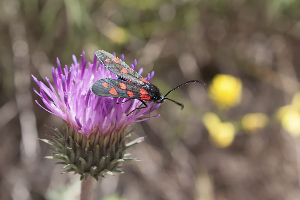 Zygaena (Zygaena) filipendulae e Z.(Zygaena) transalpina