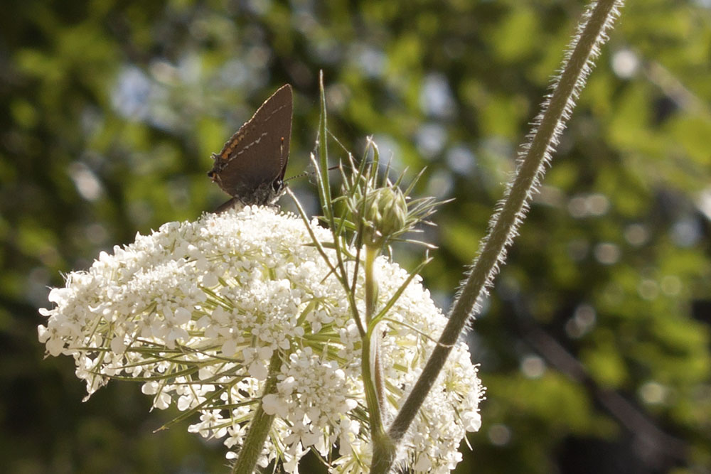 Satyrium spini  Lessinia, Verona