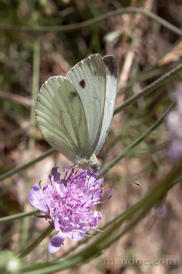 Pieris ID - Lessinia, Verona