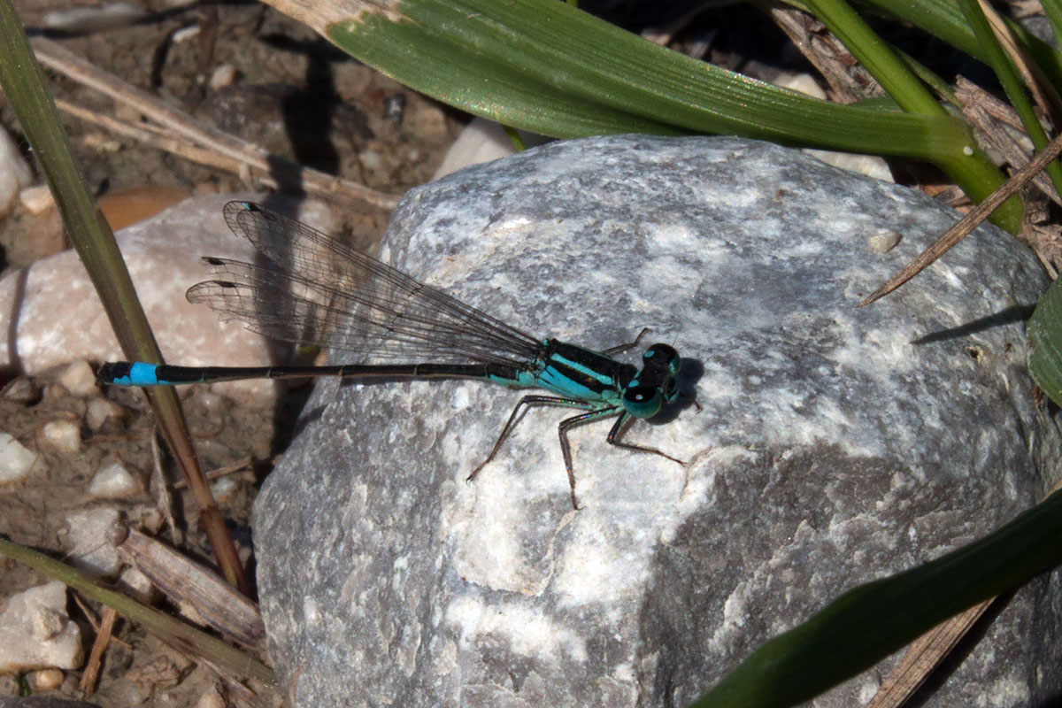 damigelle di Valle Vecchia (VE): Ischnura elegans