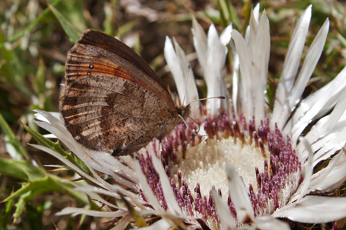 Erebia pronoe -  Lessinia, Verona