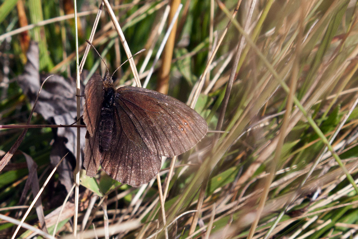 Erebia pronoe -  Lessinia, Verona