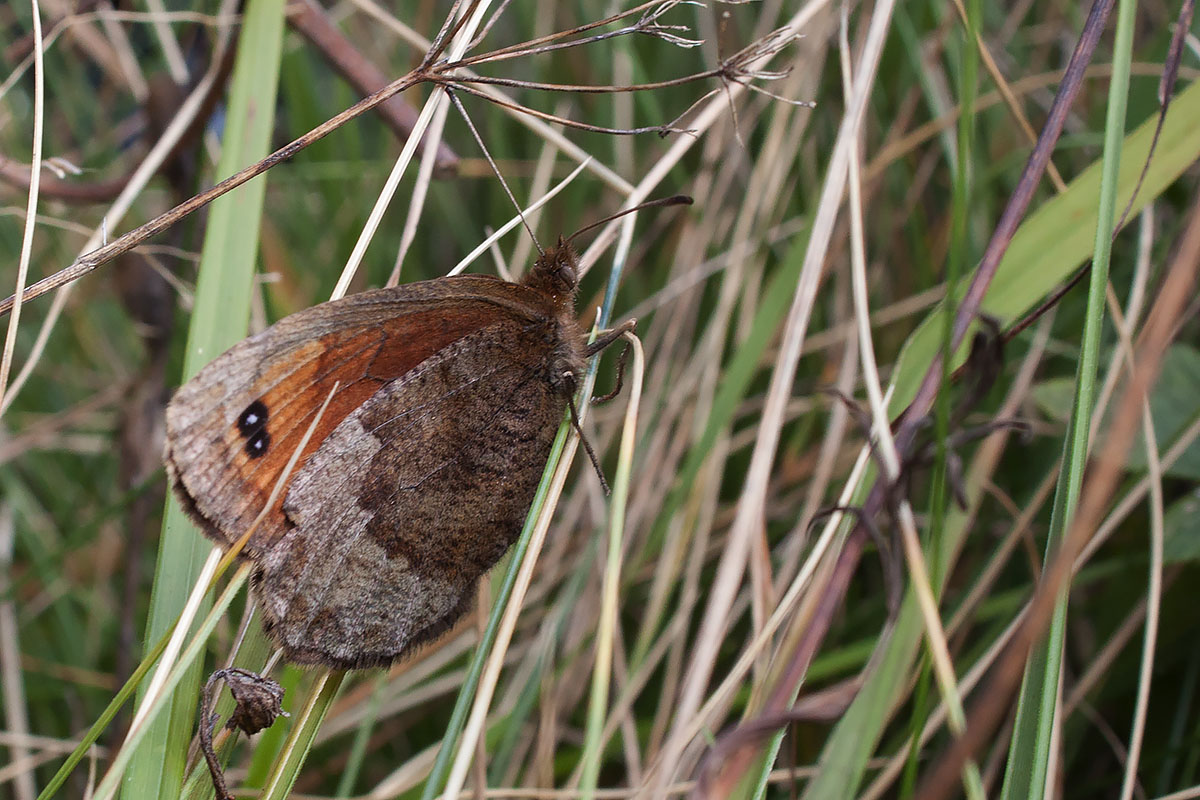 Erebia pronoe -  Lessinia, Verona