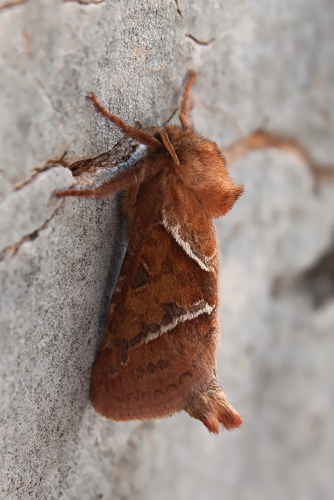 Triodia sylvina