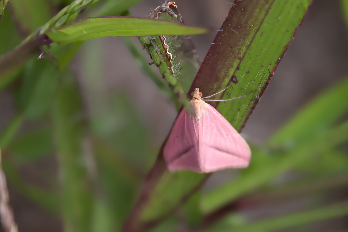 Rhodometra sacraria  f. sanguinaria