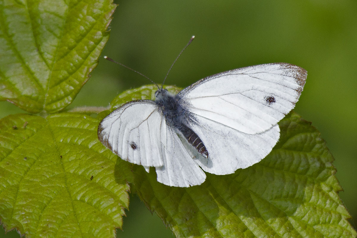 Pieris, Verona: Pieris napi?