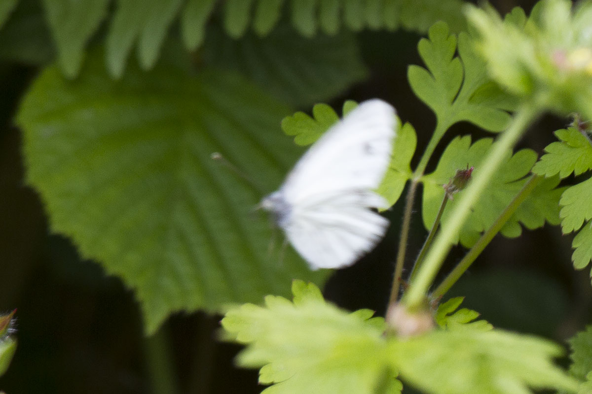 Pieris, Verona: Pieris napi?