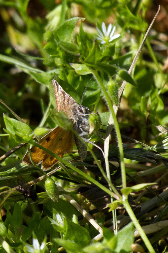 ID falena 2 - Euclidia glyphica