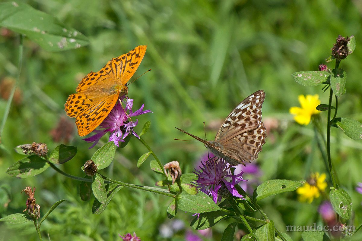 Argynnis paphia, Verona