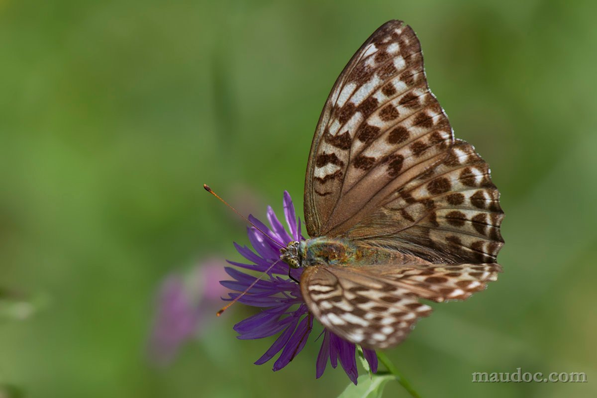 Argynnis paphia, Verona