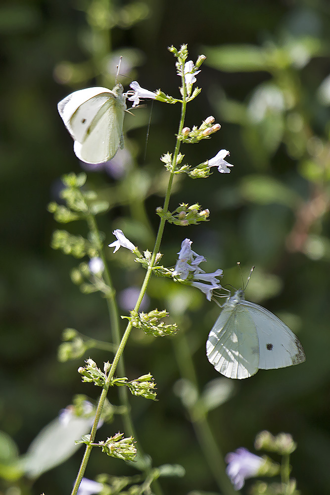 Pieris, Verona