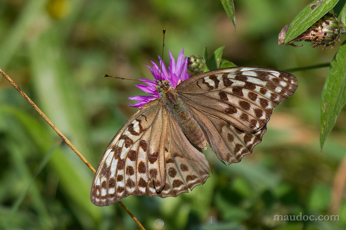 Argynnis paphia, Verona