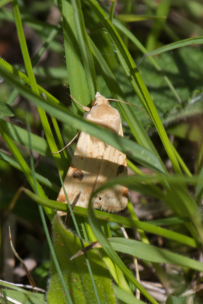 ID falena - Heliothis peltigera