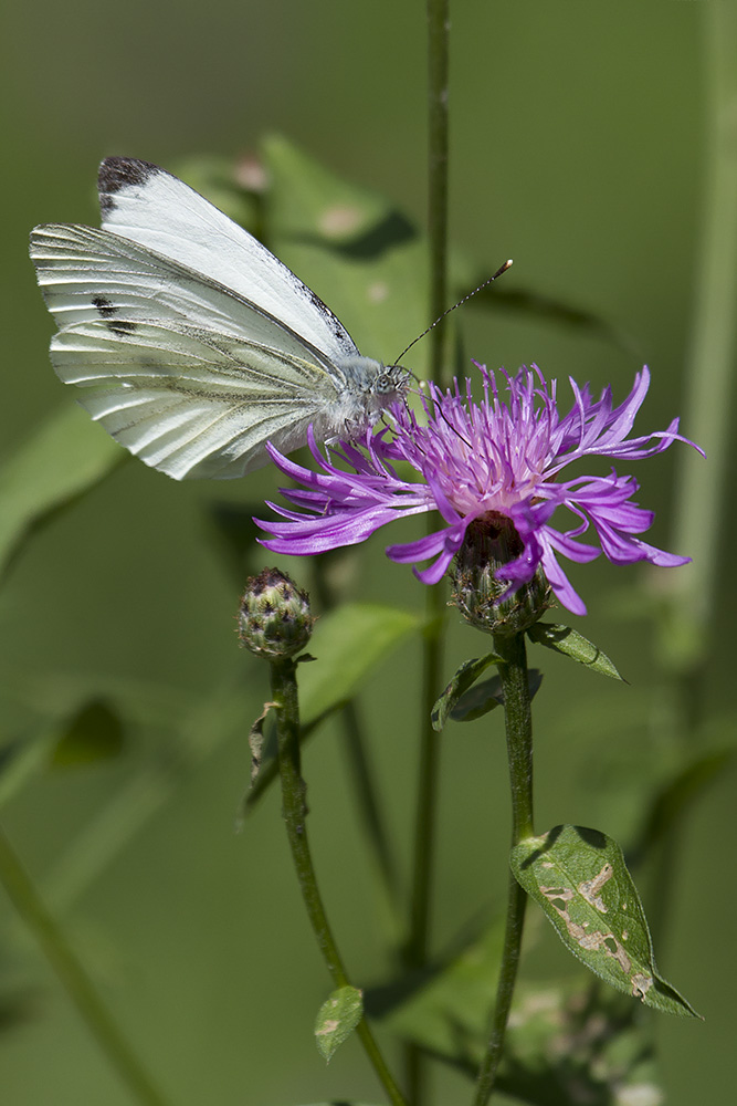 Pieris, Verona