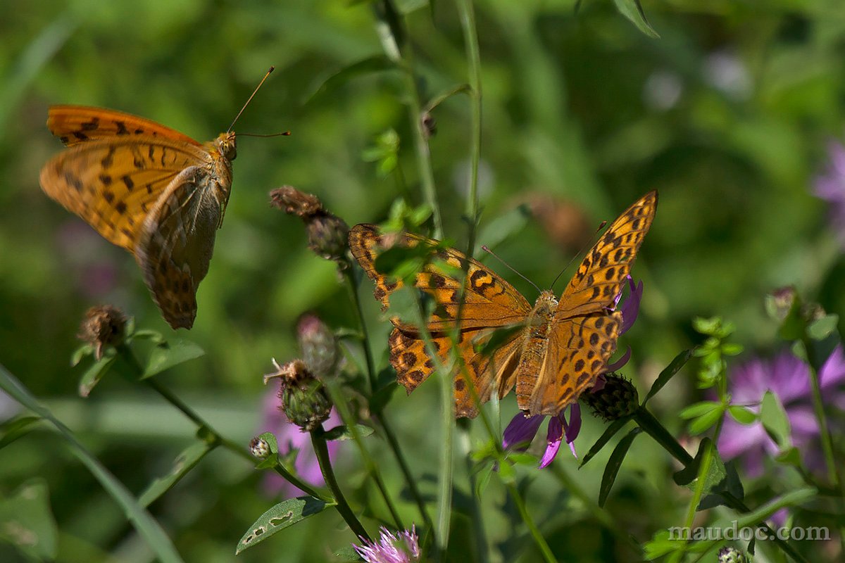 Argynnis paphia, Verona