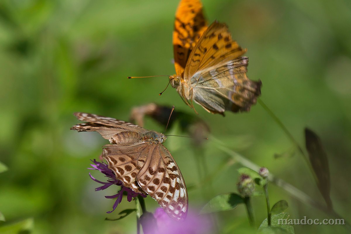 Argynnis paphia, Verona