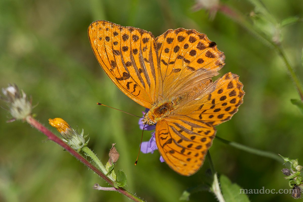 Argynnis paphia, Verona