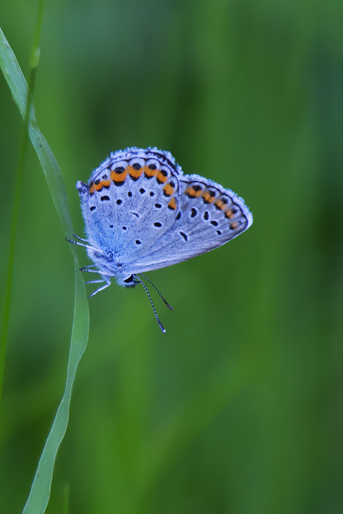 Plebejus cfr. argyrognomon [Verona]