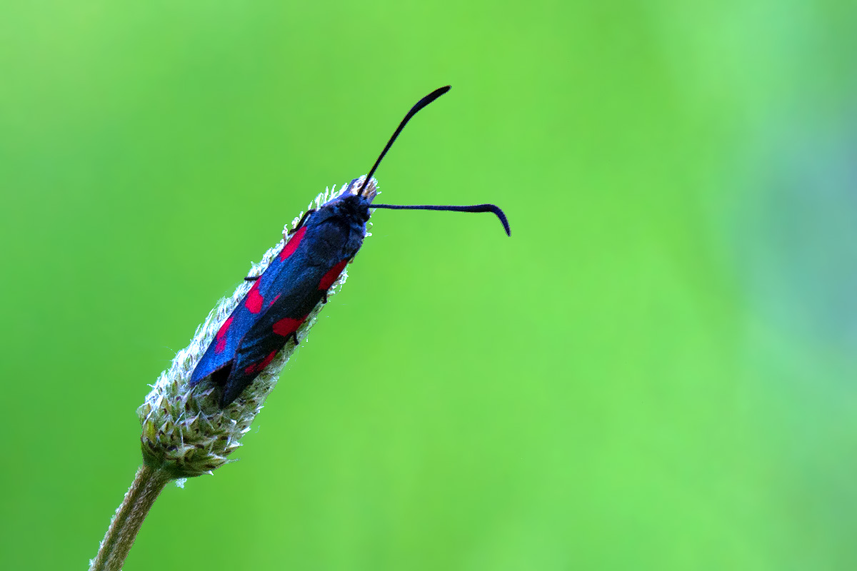 Zygaena?