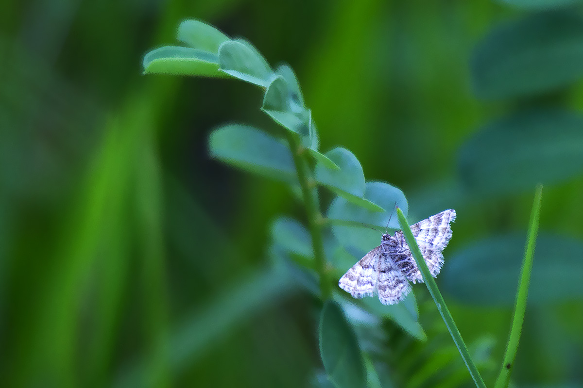 Geometridae? S, Emmiltis pygmaearia