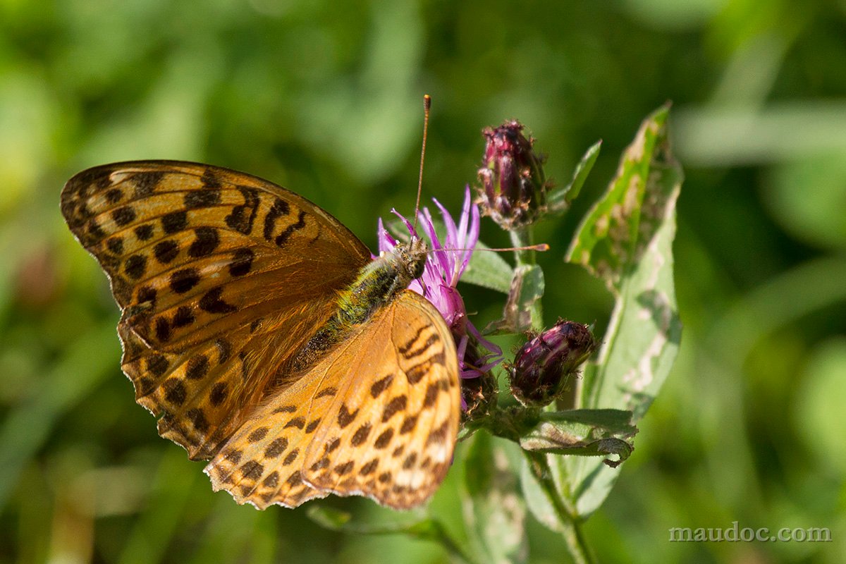 Argynnis paphia, Verona