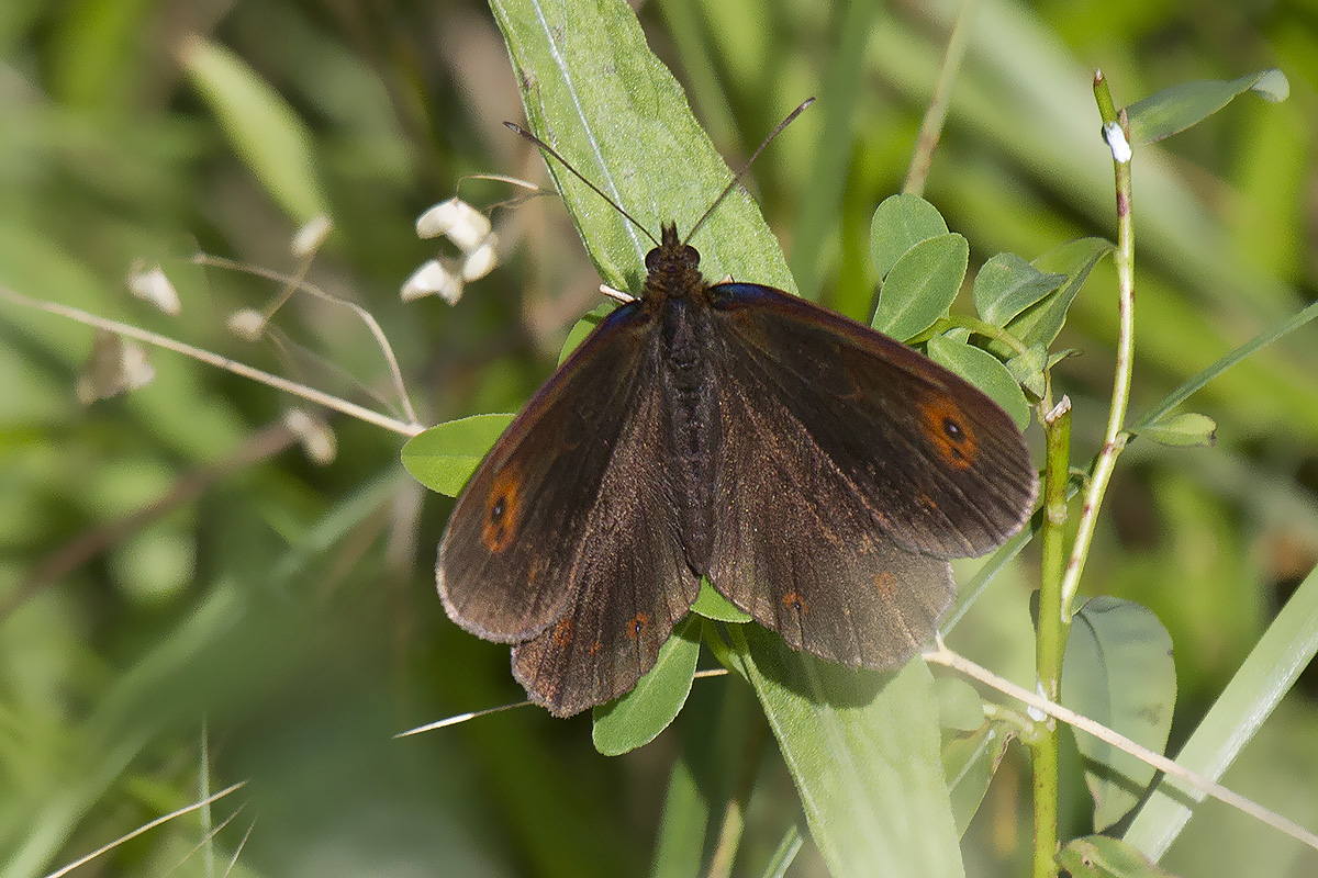 Erebiae - zona Monte Baldo, Verona - parte III: E. aethiops