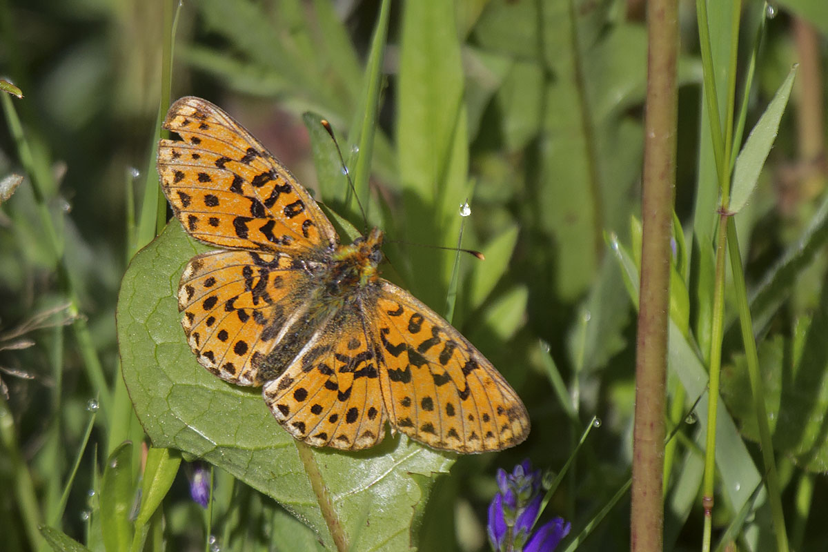 Boloria (Clossiana) euphrosyne (Verona)