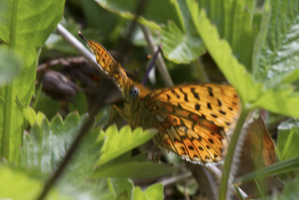 Boloria (Clossiana) euphrosyne (Verona)