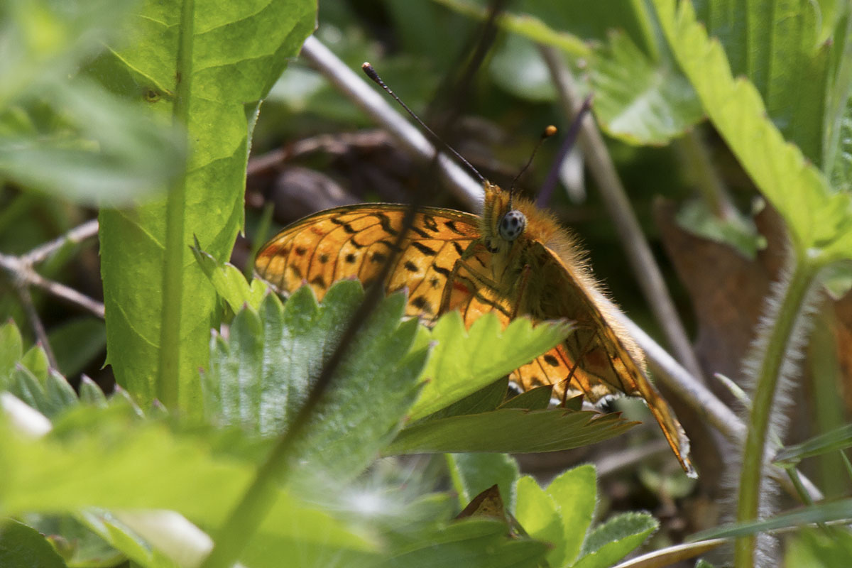 Boloria (Clossiana) euphrosyne (Verona)