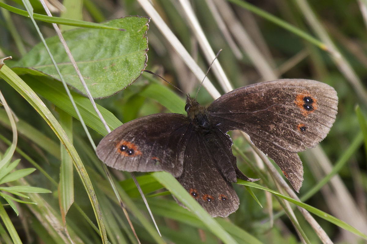 Erebiae - zona Monte Baldo, Verona - parte III: E. aethiops