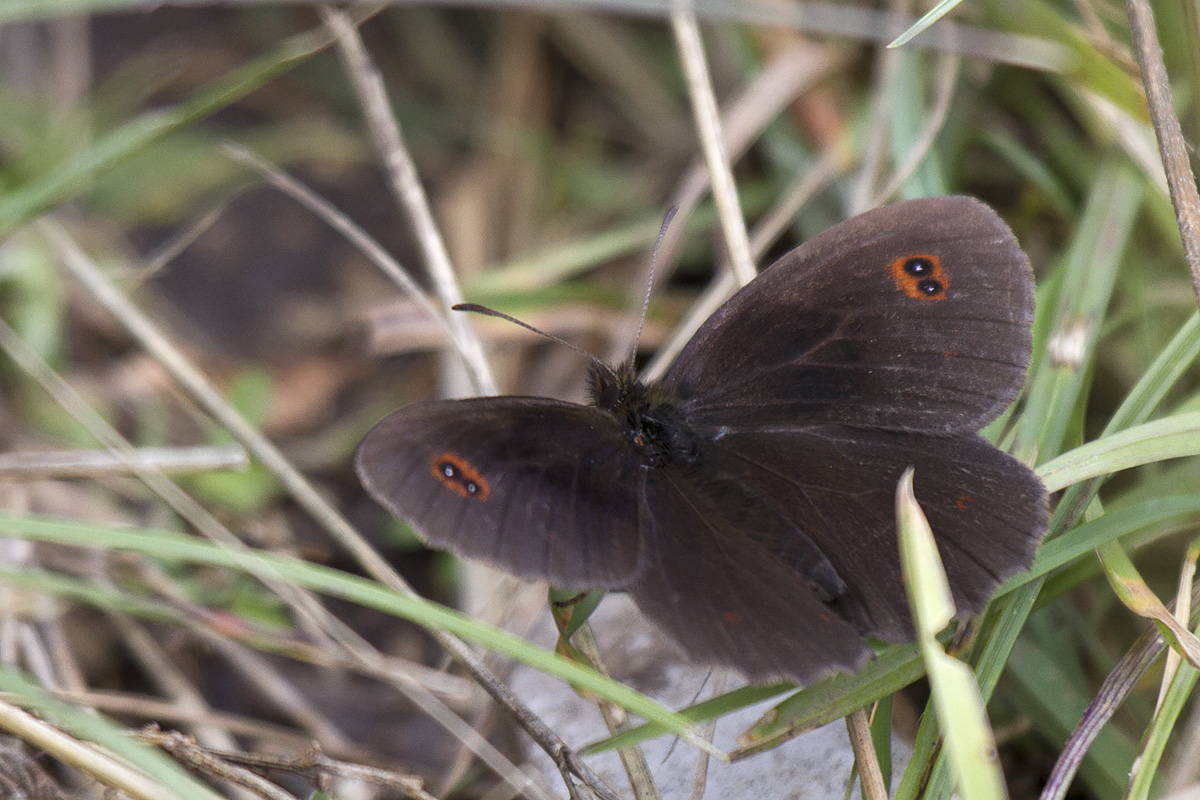 Erebiae - zona Monte Baldo, Verona - parte III: E. aethiops