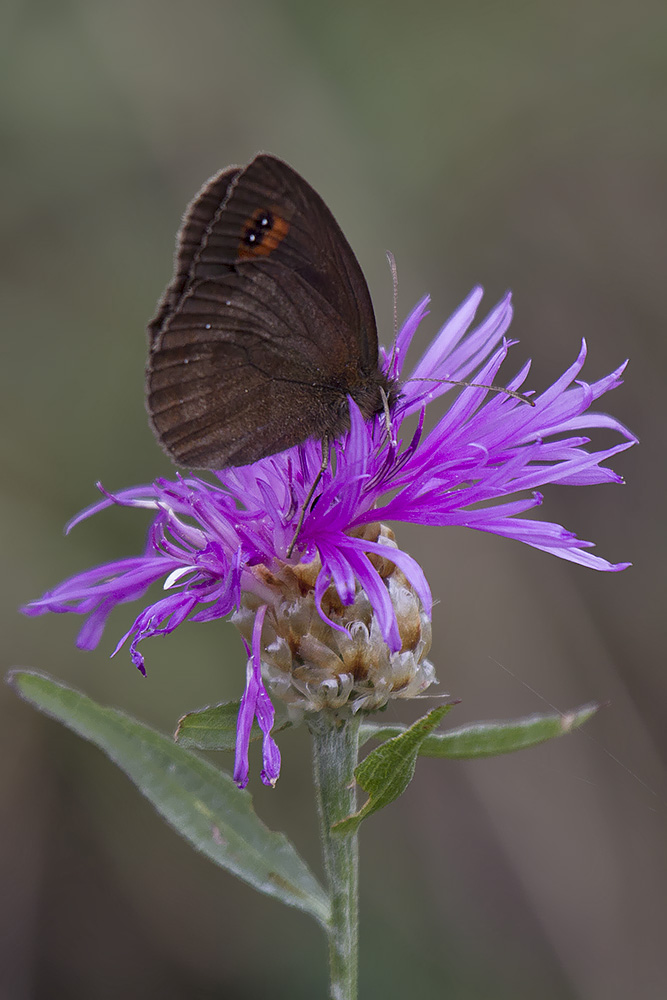 Erebiae - zona Monte Baldo, Verona - parte III: E. aethiops