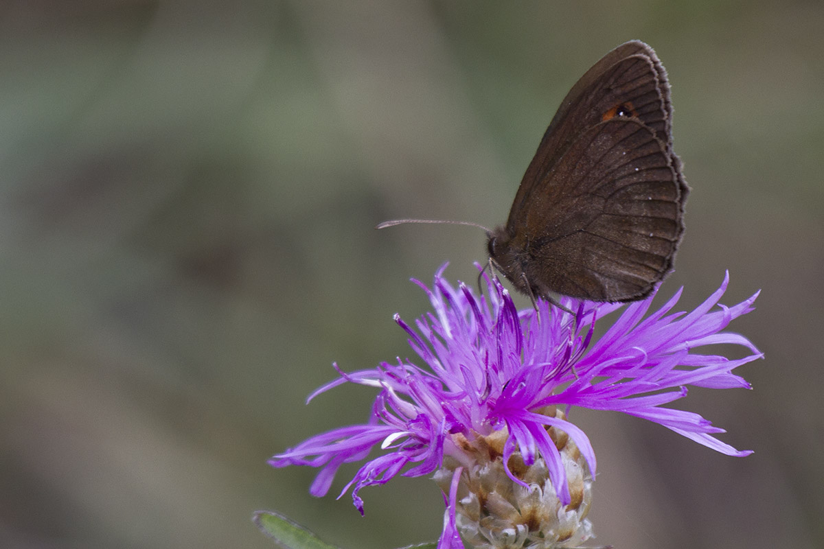 Erebiae - zona Monte Baldo, Verona - parte III: E. aethiops